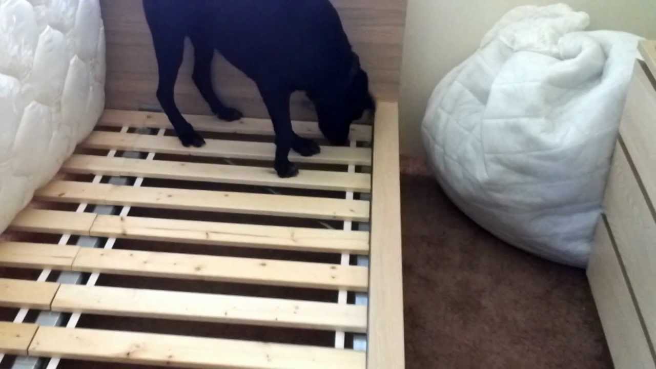 Ross - Bed Bug Detection Dog Inspecting a Bed Frame