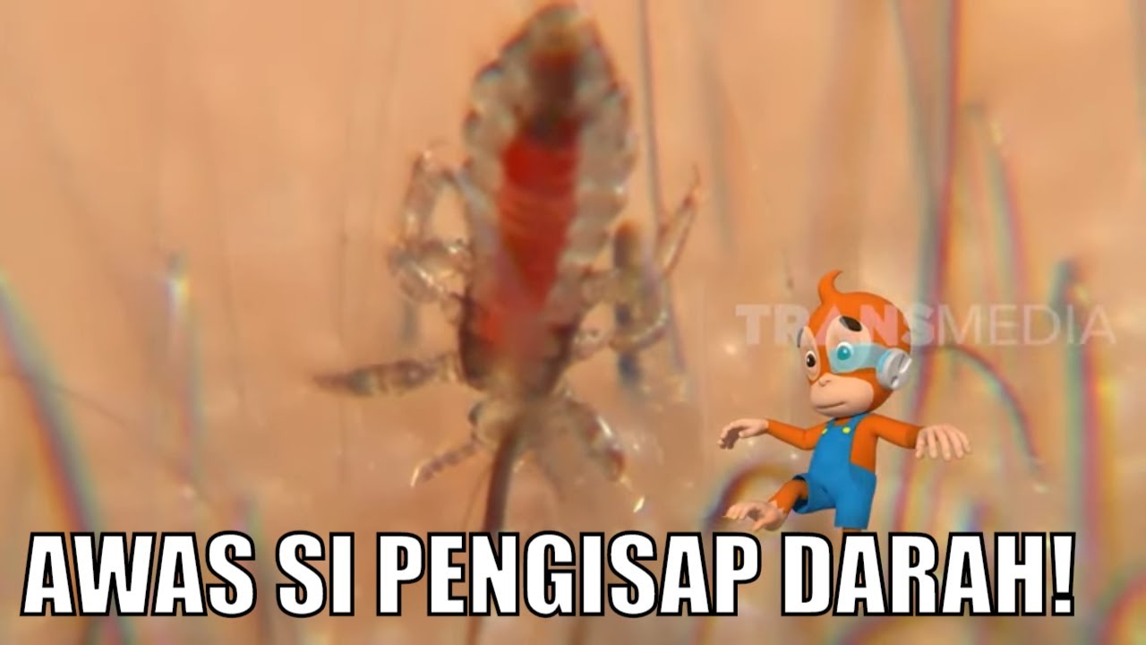GIlaa! Satu Ekor kutu Bisa Bertelur 70 Butir Seminggu! | SI OTAN (04/06/60)
