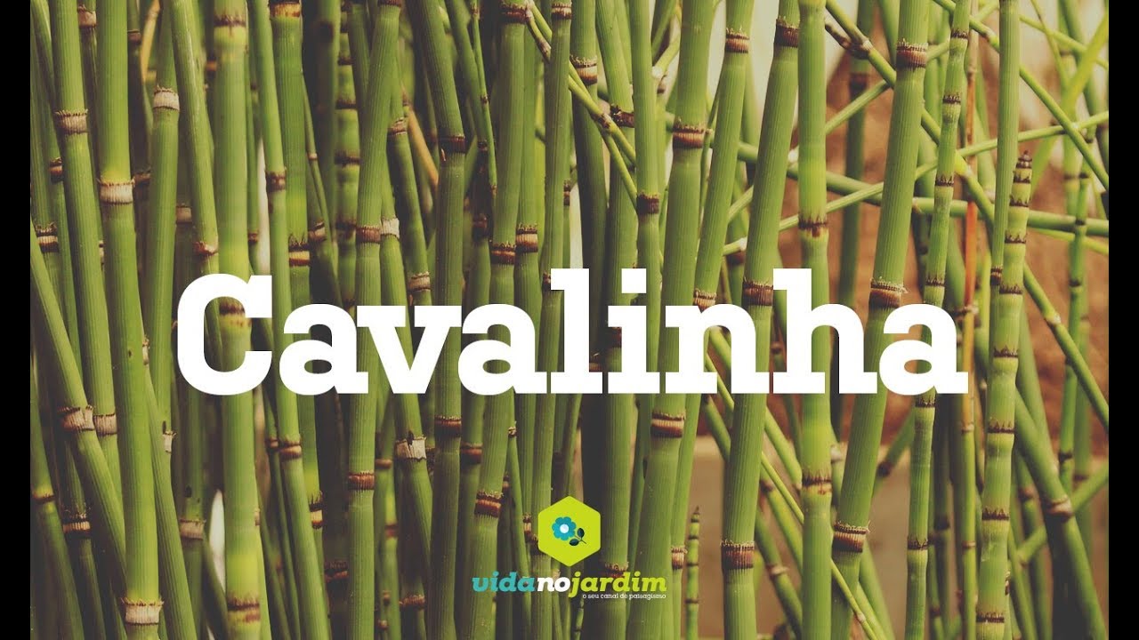 Cavalinha