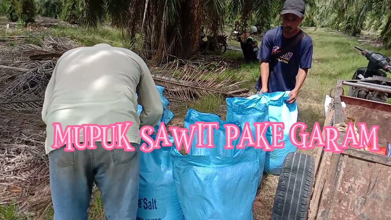 GARAM PUPUK ALAMI UNTUK SAWIT