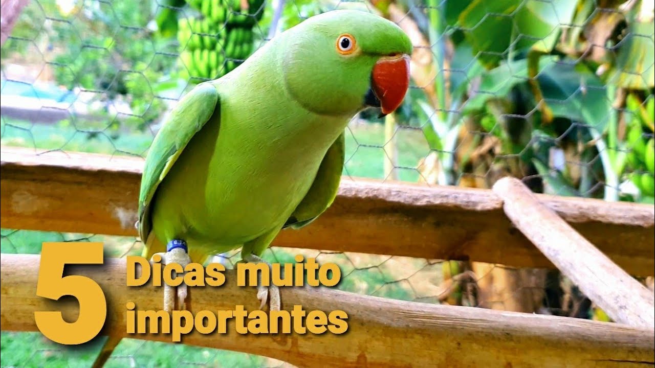 5 CUIDADOS IMPORTANTES PARA TER COM SEU RING NECK  4K