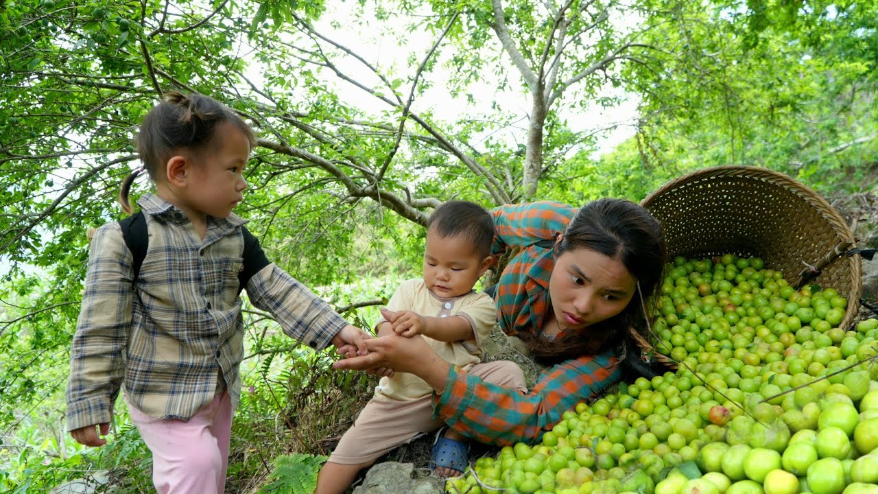 Harvesting a giant plum garden to sell with my daughter, taking care of newborn piglets