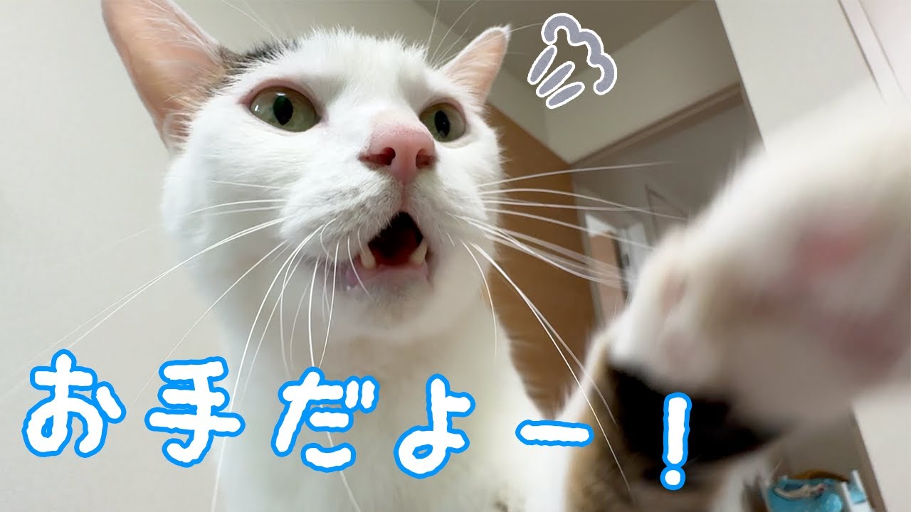 １時間前からご飯欲しくてお手してくる猫が可愛すぎる…！