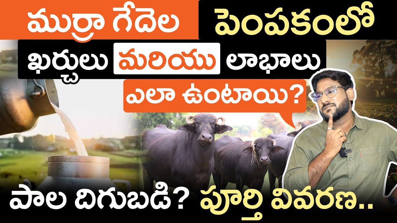 Murrah Buffalo Farming 2025 in Telugu - Costs, Profits & Milk Yield Complete Details | Part-3