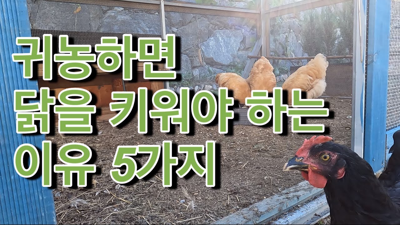 귀농 하면 반드시 닭을 키우세요! 제가 닭을 키우는 이유 5가지를 소개 합니다!