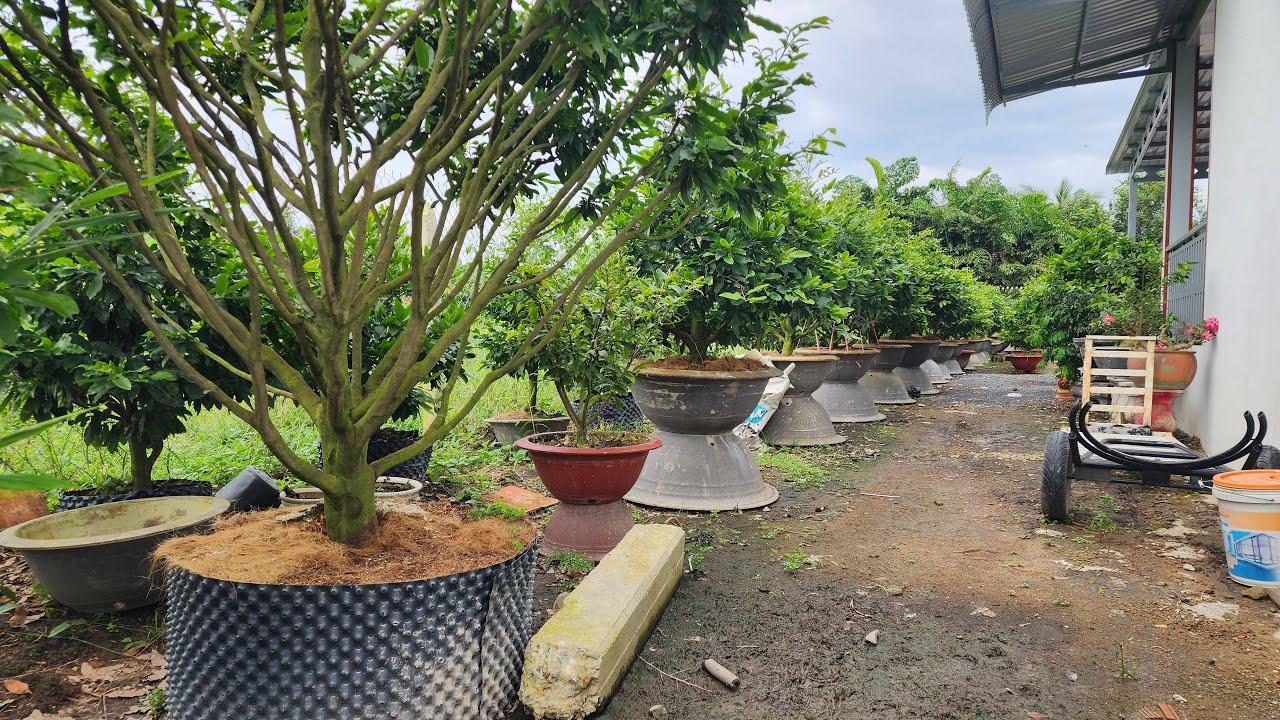 5/3 Mai giảo thủ đức bao ship toàn quốc alo 0366.404.909