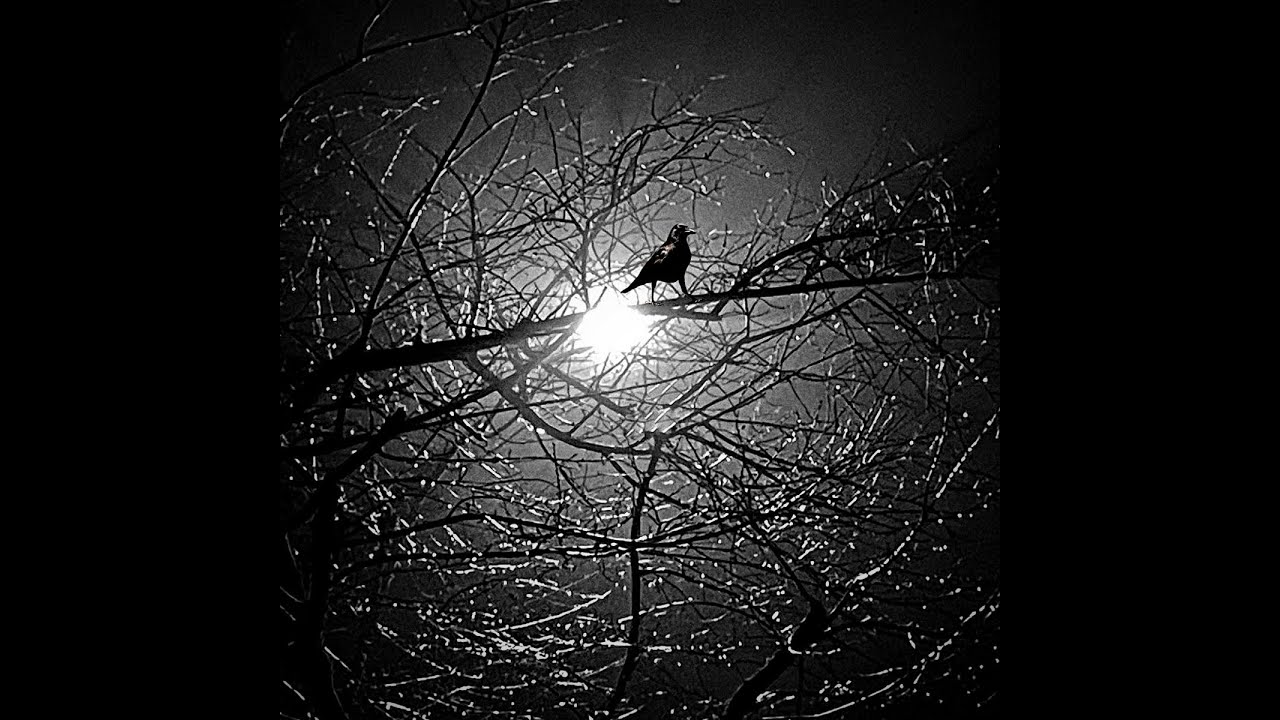 'Bird that doesn't Sing for Me' Southern Gothic, Primitive Acoustic, Dark Folk, Singer Songwriter