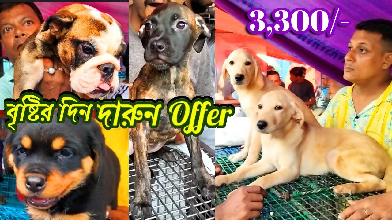 Galiff Street Pet Market Kolkata | Dog Puppy Price Update | Dog | dog market kolkata | Dog Price