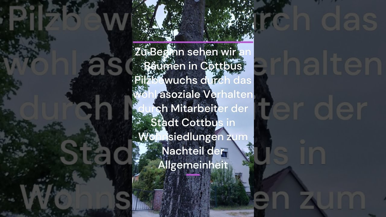 2023 Mai 19 Feuerbachstr Cottbus Dokumentation faszinierender Gr&uuml;nfl&auml;chenbearbeitung etwas m. B&auml;umen