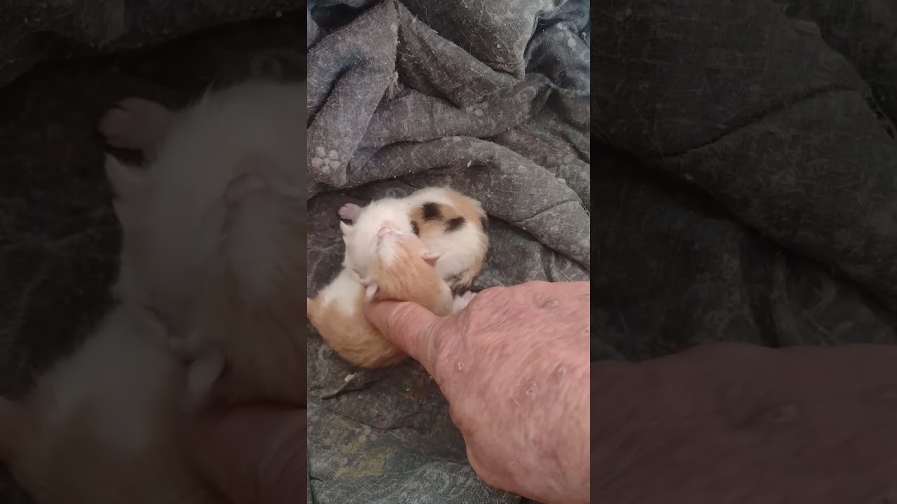 TINY BABIES. 