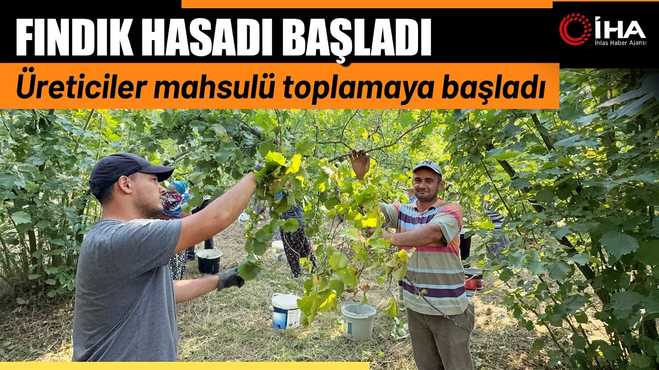 Sıcak Havalar Erken Olgunlaştırdı Fındık Hasadı Başladı