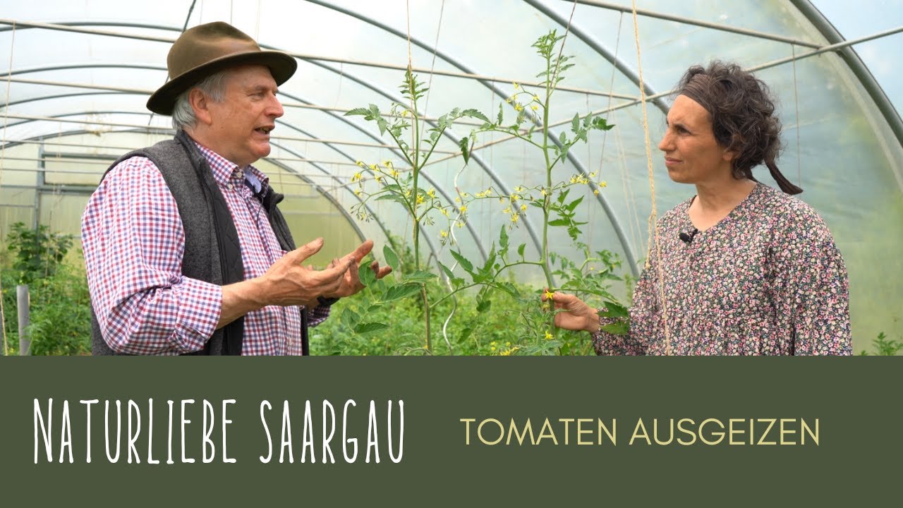 Unbezahlbare Tipps für eine reiche Tomatenernte! #naturliebesaargau