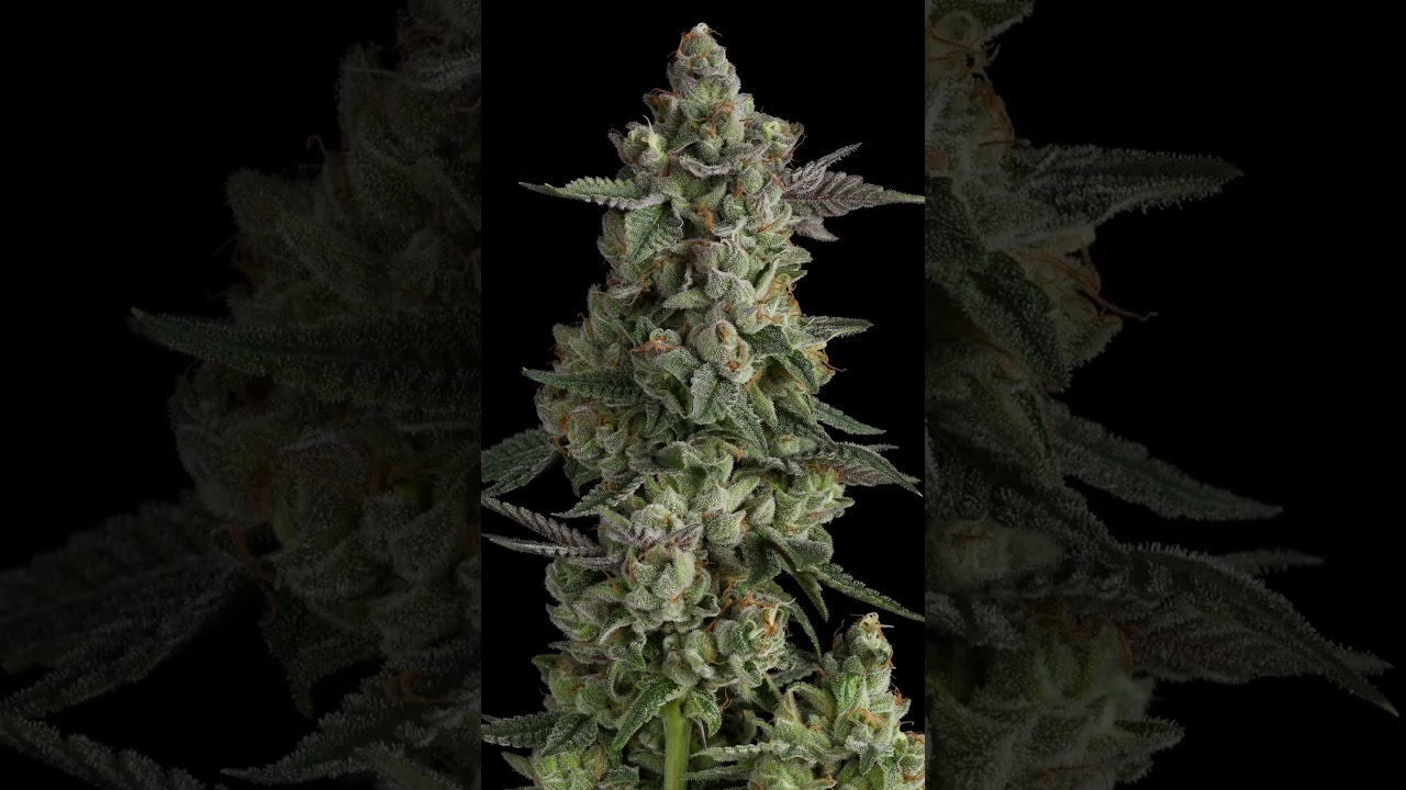 All Gas OG