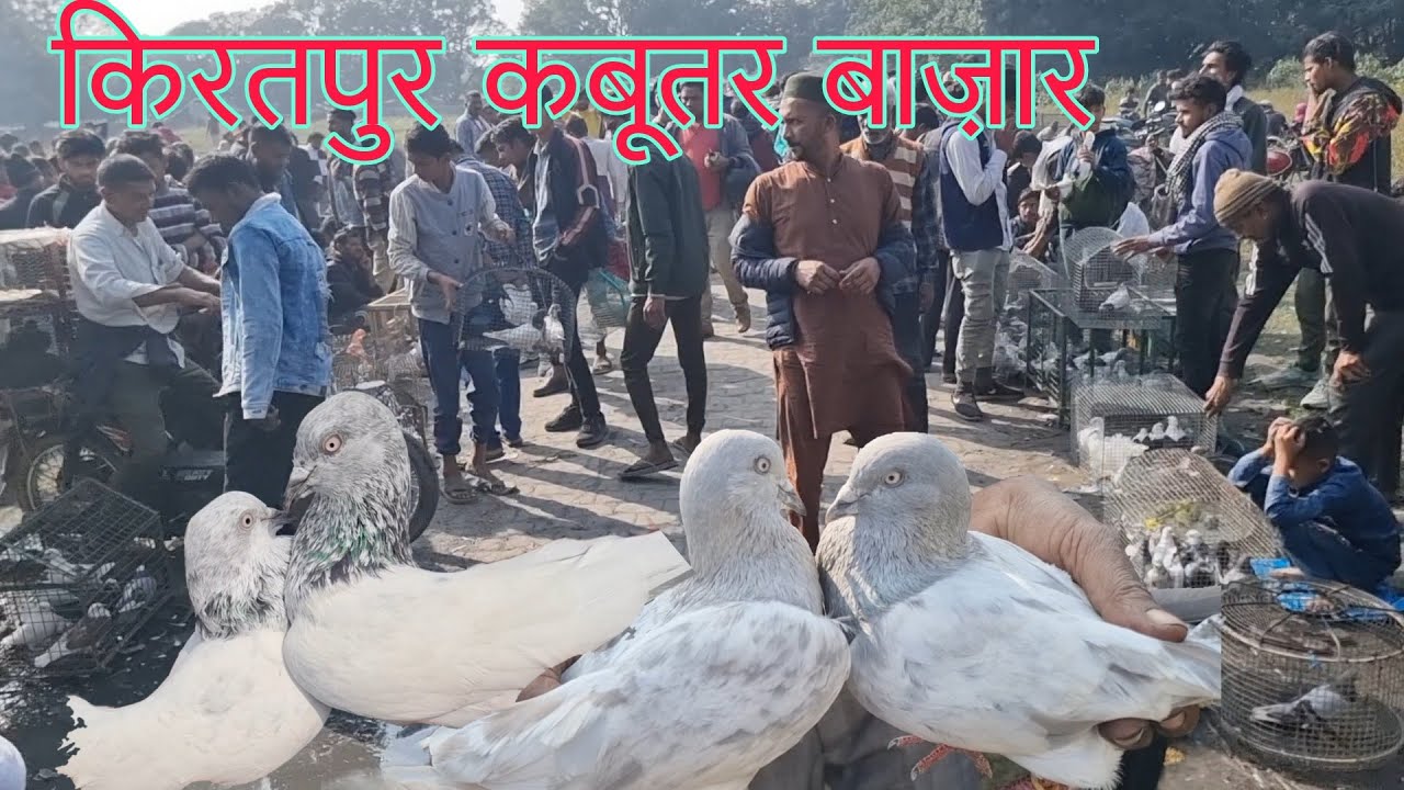 Kiratpur (Bijnor) Kabootar market 03-12-2023. किरतपुर कबूतर बाज़ार जिला बिजनौर।। देसी कबूतर मण्डी।
