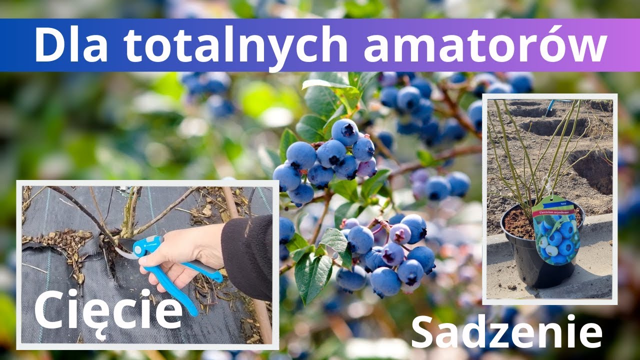 Cięcie, sadzenie borówki amerykańskiej dla totalnych amatorów
