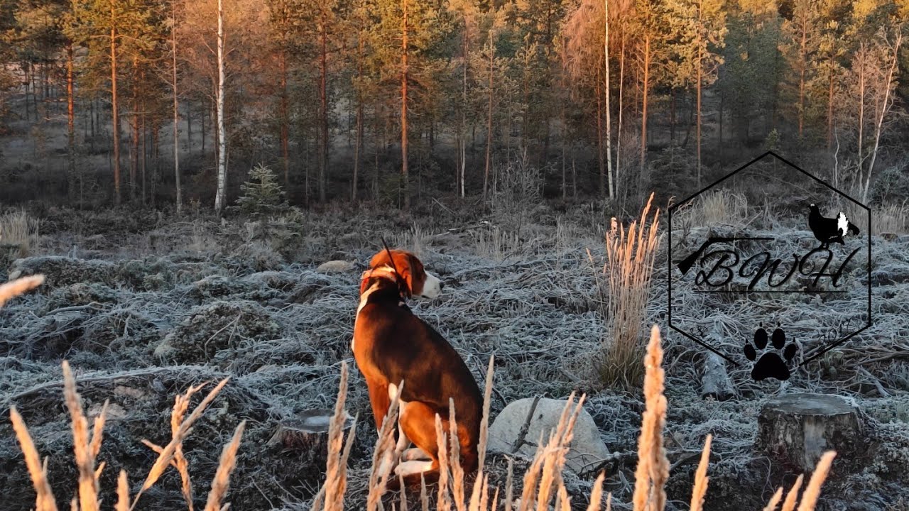 BWH: Suomenajokoirapennun ensiaskeleet mets&auml;styskoiraksi!