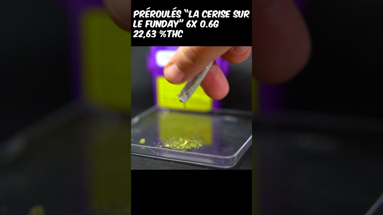 LA CERISE SUR LE FUNDAY pr&eacute;roul&eacute;s 6x06G - Sage n sour - 22% THC Origine Nature SQDC #shorts #zoombud