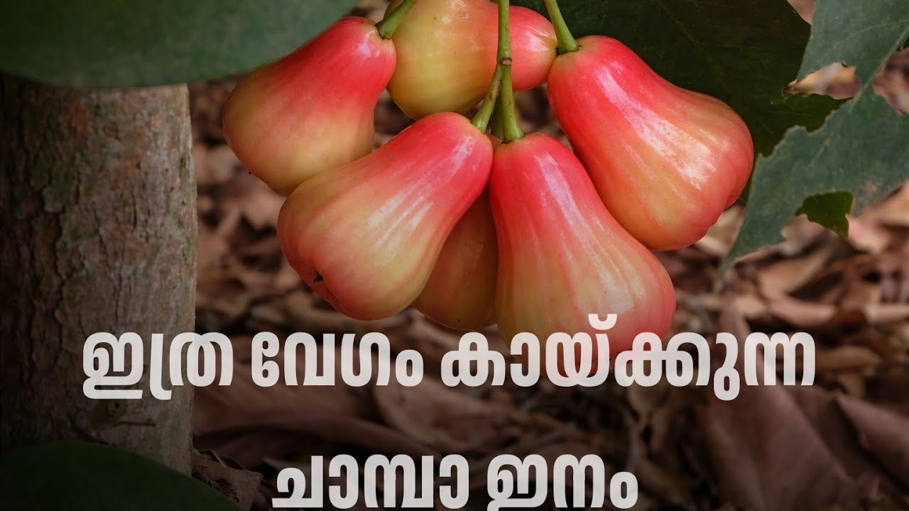 ചാമ്പാ കായ്ക്കാൻ ഈ ടിപ്സ് മതി 😇