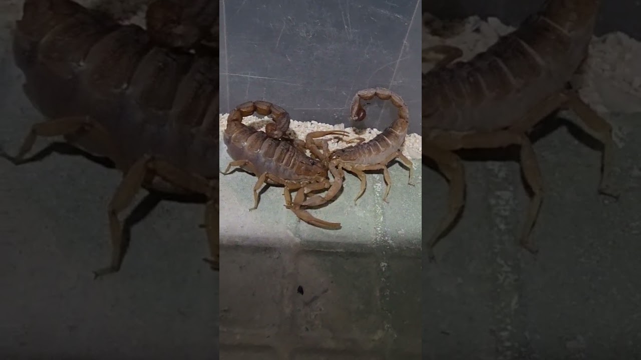 androctonus bicolor / hottentotta tamulus / hottentotta salei