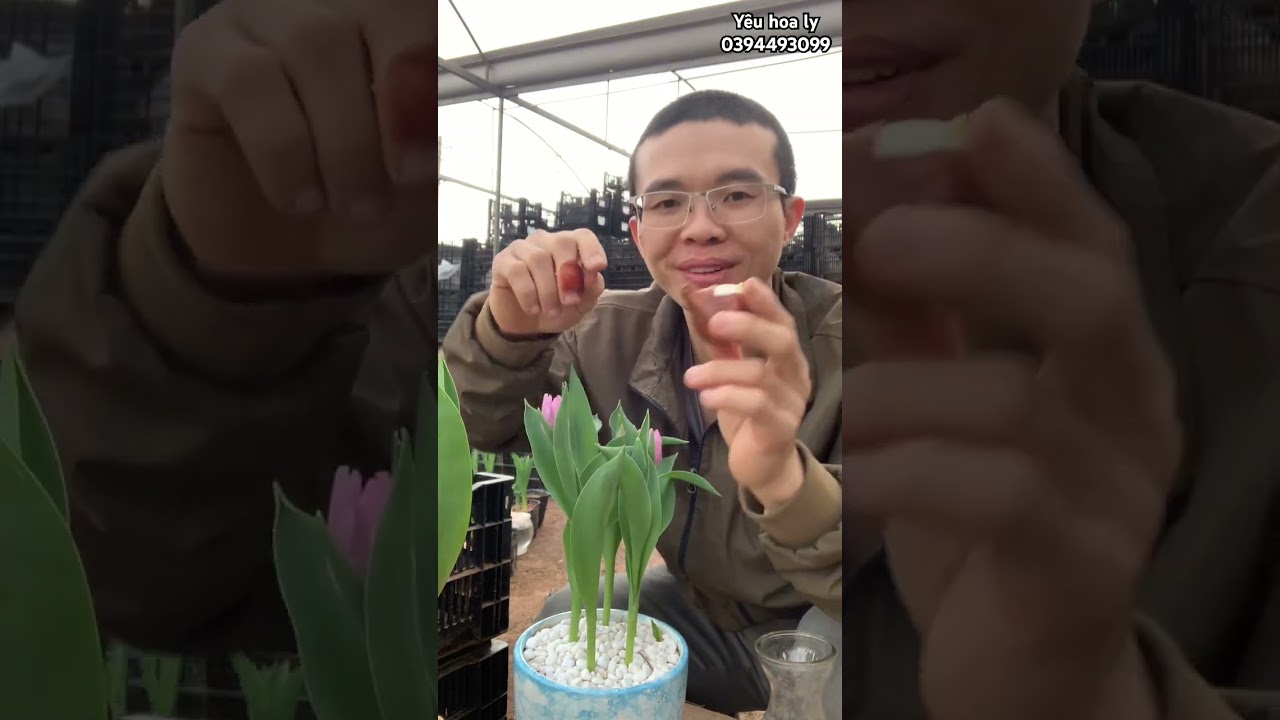 C&aacute;ch trồng hoa tulip thuỷ canh chơi tết #lykep #tulip #cuhoatulip #hoalytet