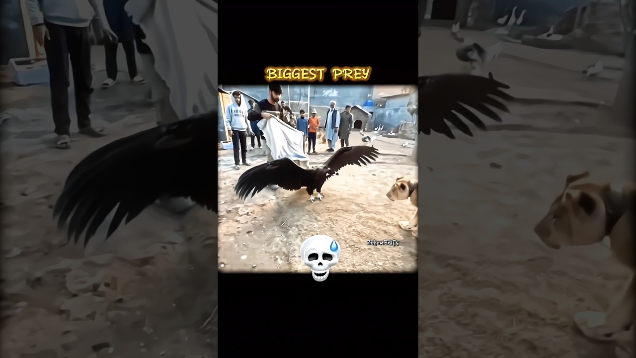 how to tame wild bird☠️ #shorts #turab #sabtain #funny