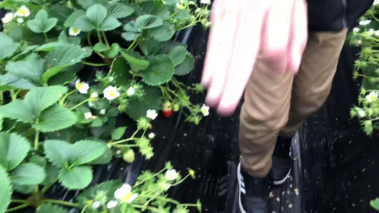 Strawberry Farm Near Nami Island, Seoul, Korea