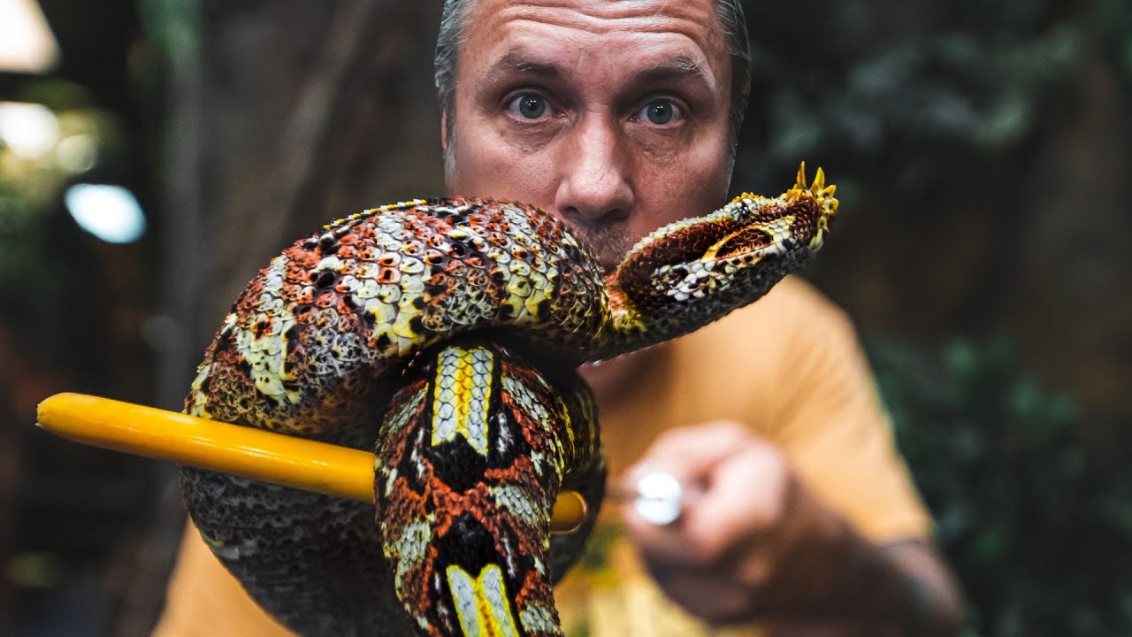 DEADLY VENOMOUS SNAKES OUT AT THE REPTILE ZOO!! | BRIAN BARCZYK