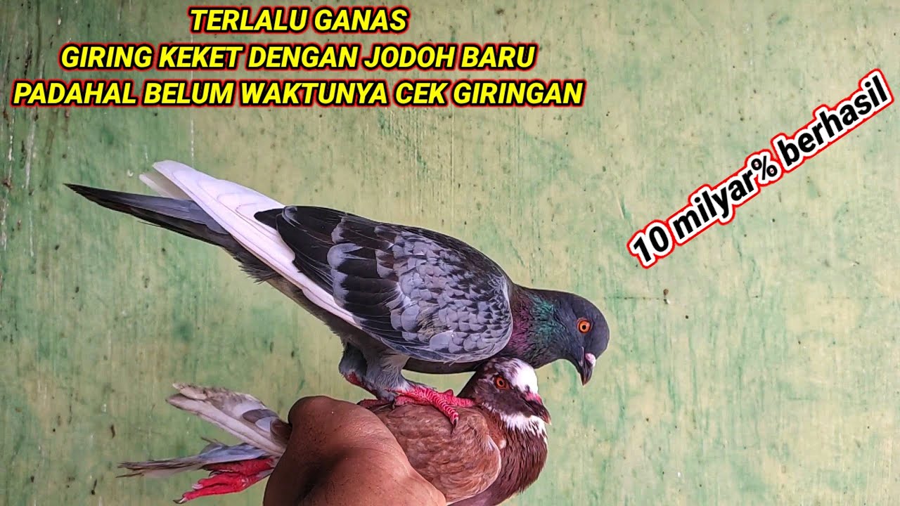 WAJIB DICOBA‼️ CARA MENGGIRINGKAN MERPATIKU YANG BARU DIJODOHKAN || dijamin cepat giring keras