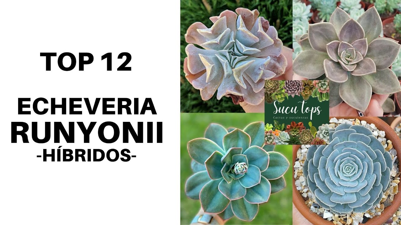 TOP 12 ECHEVERIA RUNYONII Y SUS H&Iacute;BRIDOS
