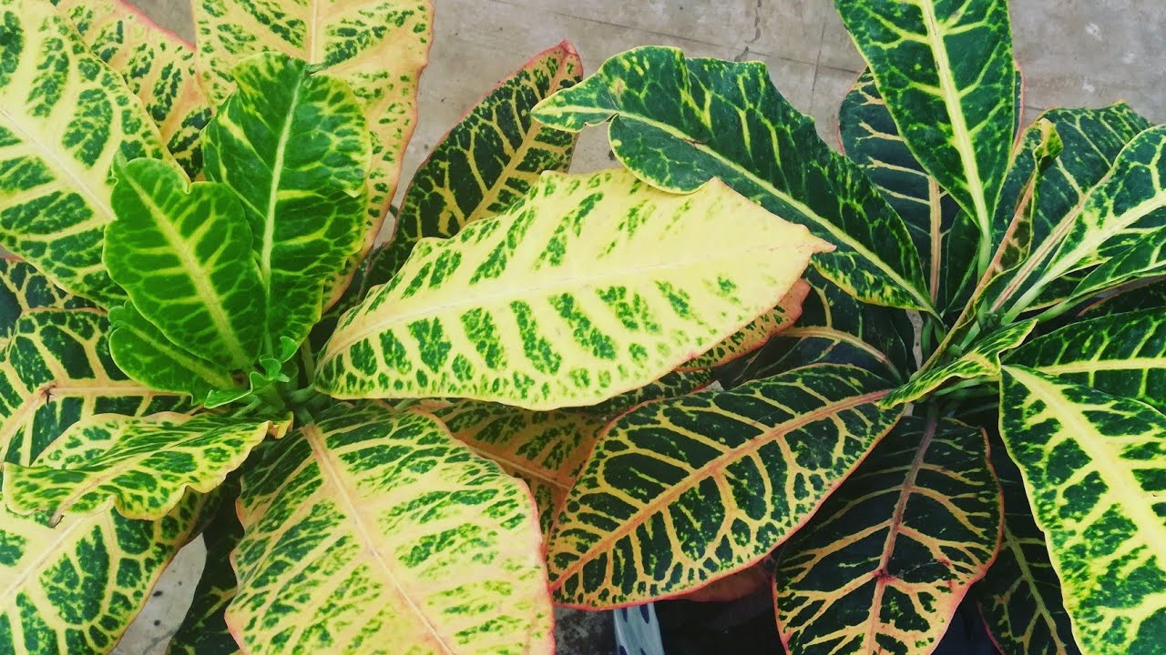 Now your Crotons will Not die by following these tips