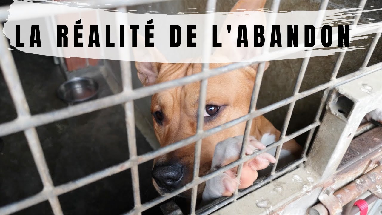 UNE MATINÉE DANS LA PEAU D'UNE BÉNÉVOLE S.P.A