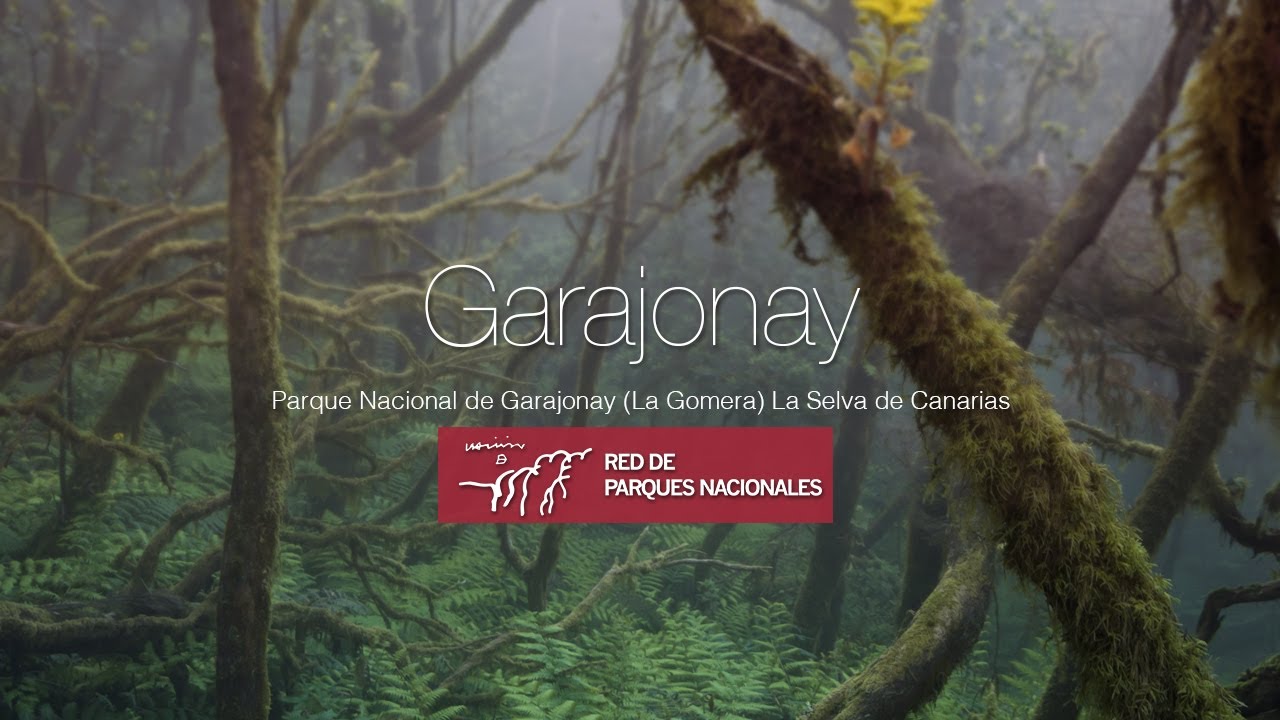 Parque Nacional de Garajonay (La Gomera) 🌿 La Selva de Canarias