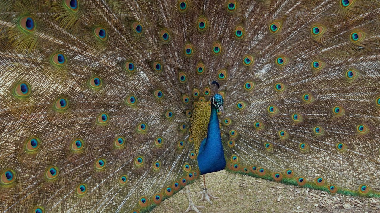 Peacock Trains