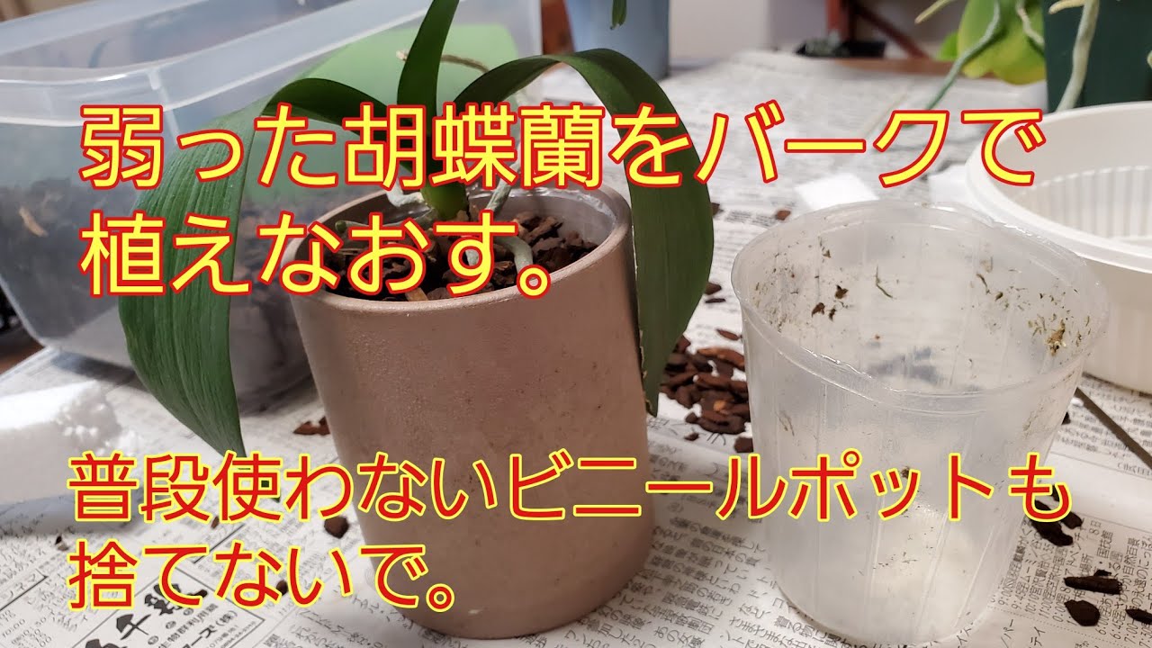 根ぐされした胡蝶蘭をバークで植え替える