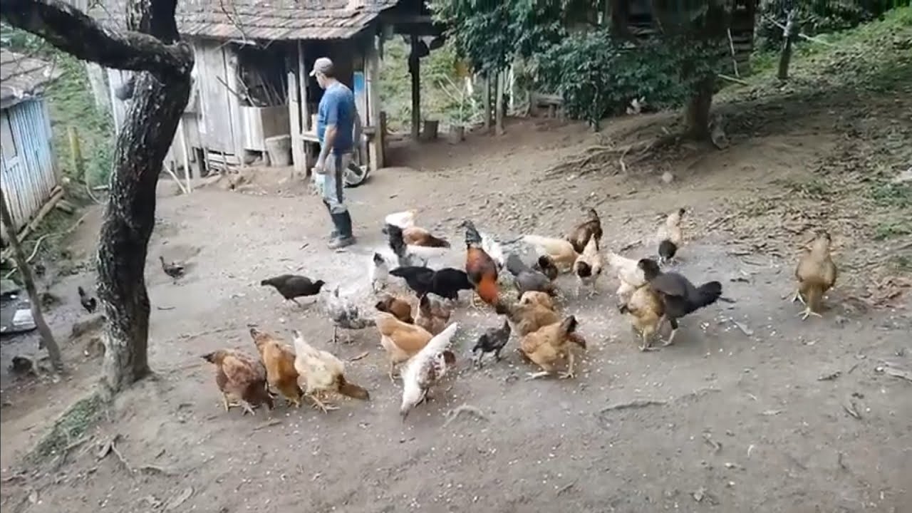 Um pouco do Sítio do meu pai /municipio de Castro Paraná,,,
