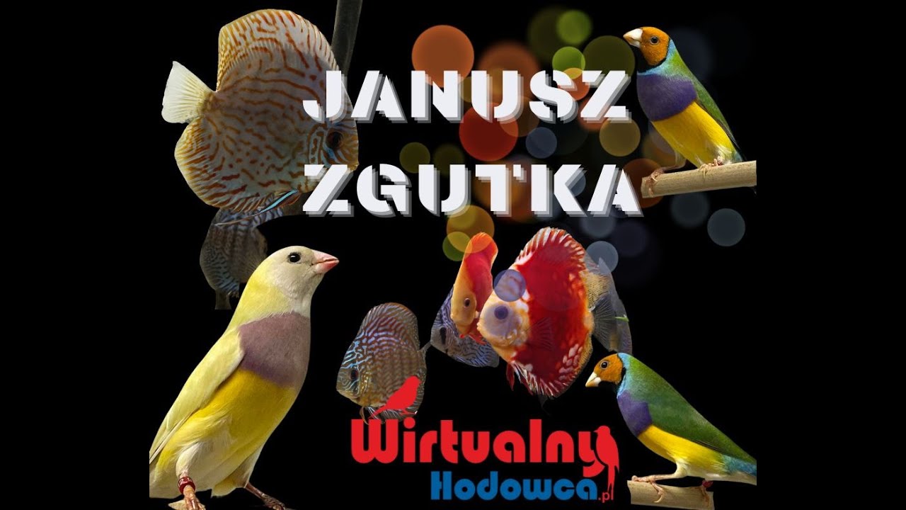 Wirtualny Hodowca odc.10.Janusz Zgutka-Amadyna Wspaniała i nie tylko .