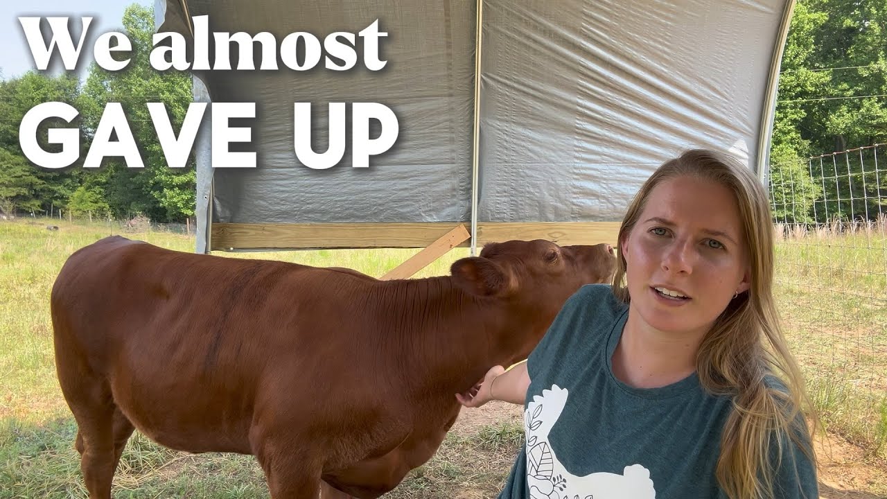 The first week milking our cow - the journey