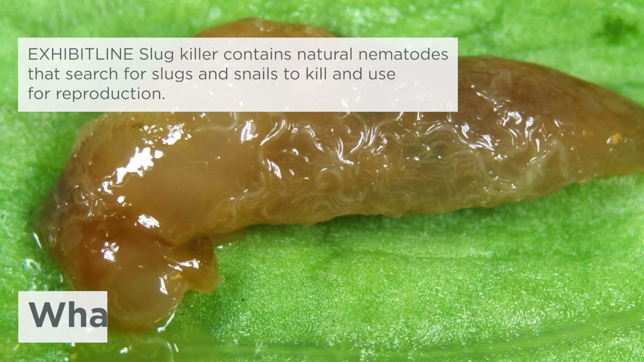 How to use the natural slug killer - EXHIBITLINE PC nematodes