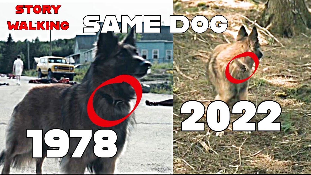 A Shephard Dog and The Boy In White are Story Walking from the Future Theory | FROM