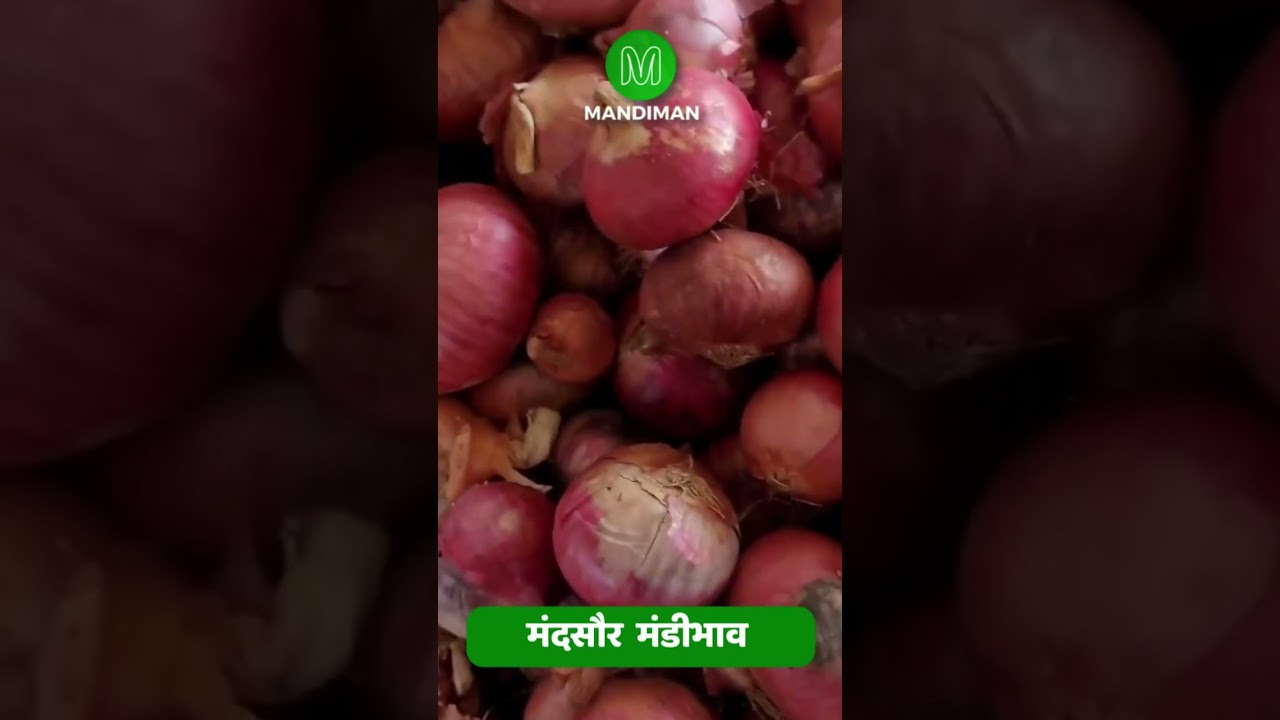 Pyaz Bhav in Mandsaur Mandi #mandibhav 28 Sep 2024