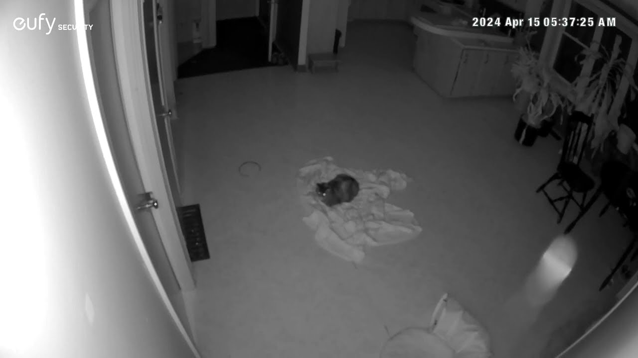 Roo Paranormal activity