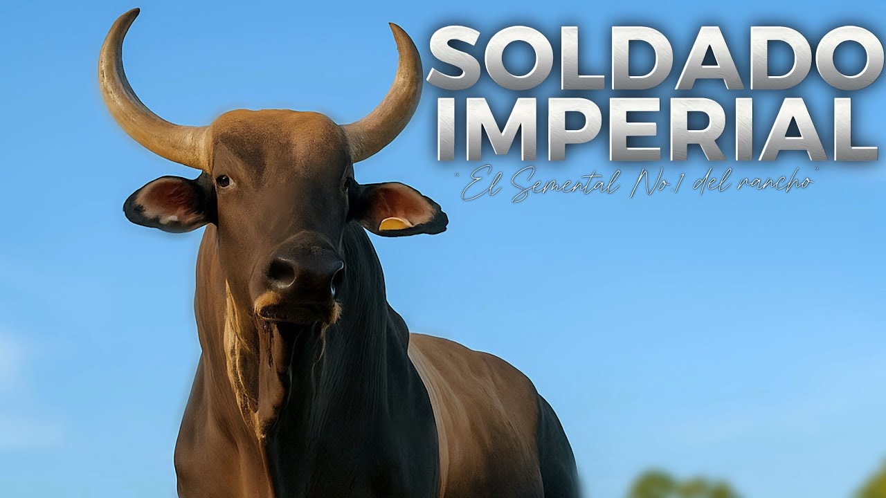 🎞️La HISTORIA del S0LDADO IMPERIAL de Rancho la CANDELARlA 