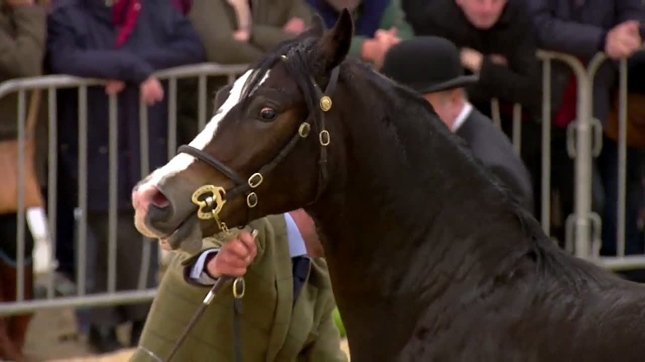 Cobiau Cymreig - ebol blwydd | Welsh Cobs - yearling colt