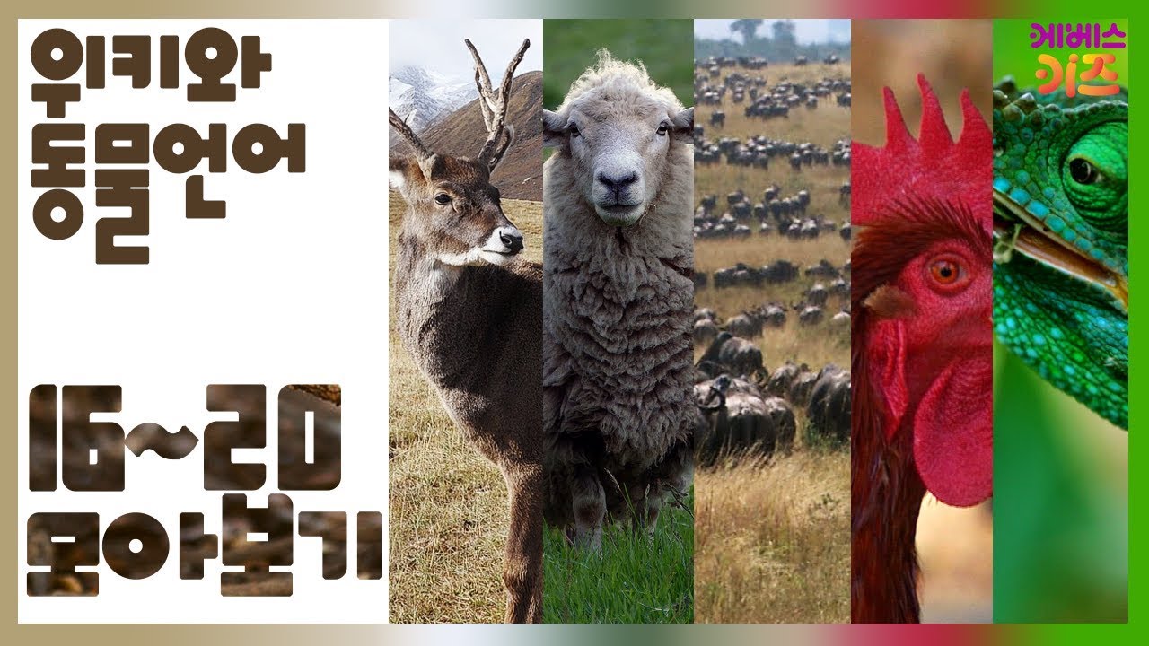 [KBS키즈] 위키와 동물언어｜ KBS 자동공부책상위키 ｜ 동물언어 모아보기 ｜ 순록,양,동물의여행,동물의소리,변하는동물