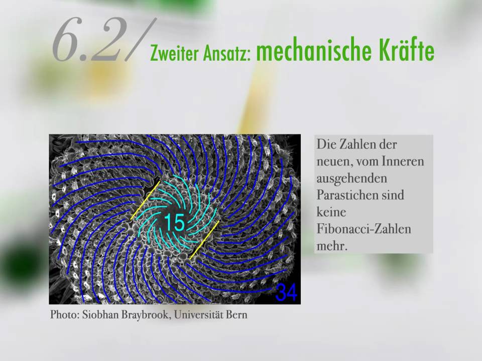 Pflanzen, Muster und Zahlen