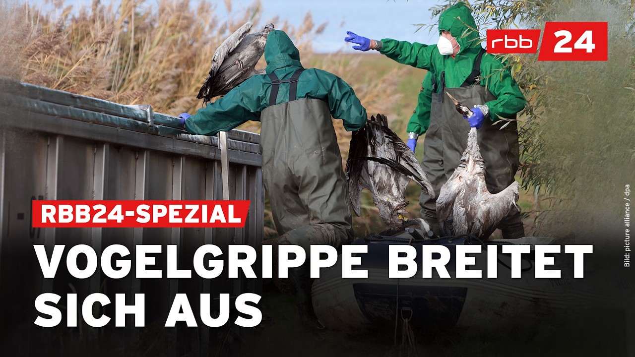 Vogelgrippe in Brandenburg: Tierseuche trifft Kraniche und Bauern hart | rbb24 Spezial