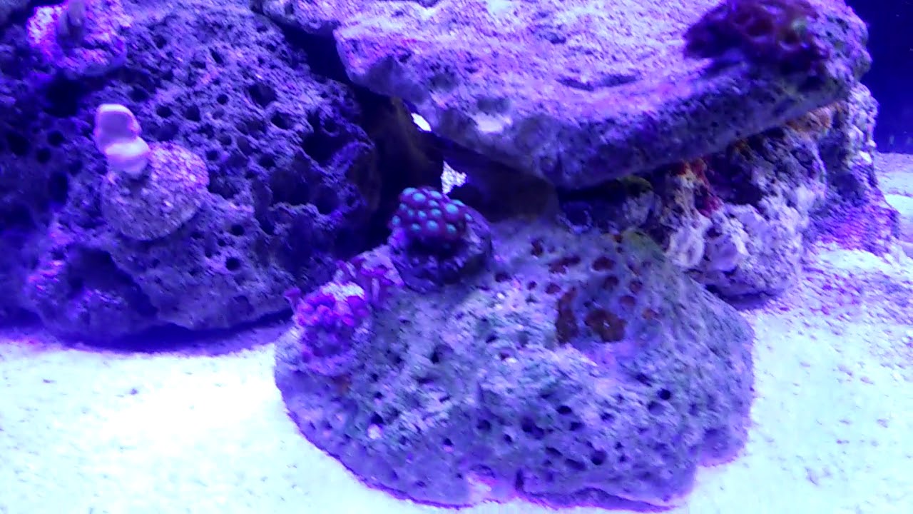 Vibrant acabo con la valonia y ahora aitapsias