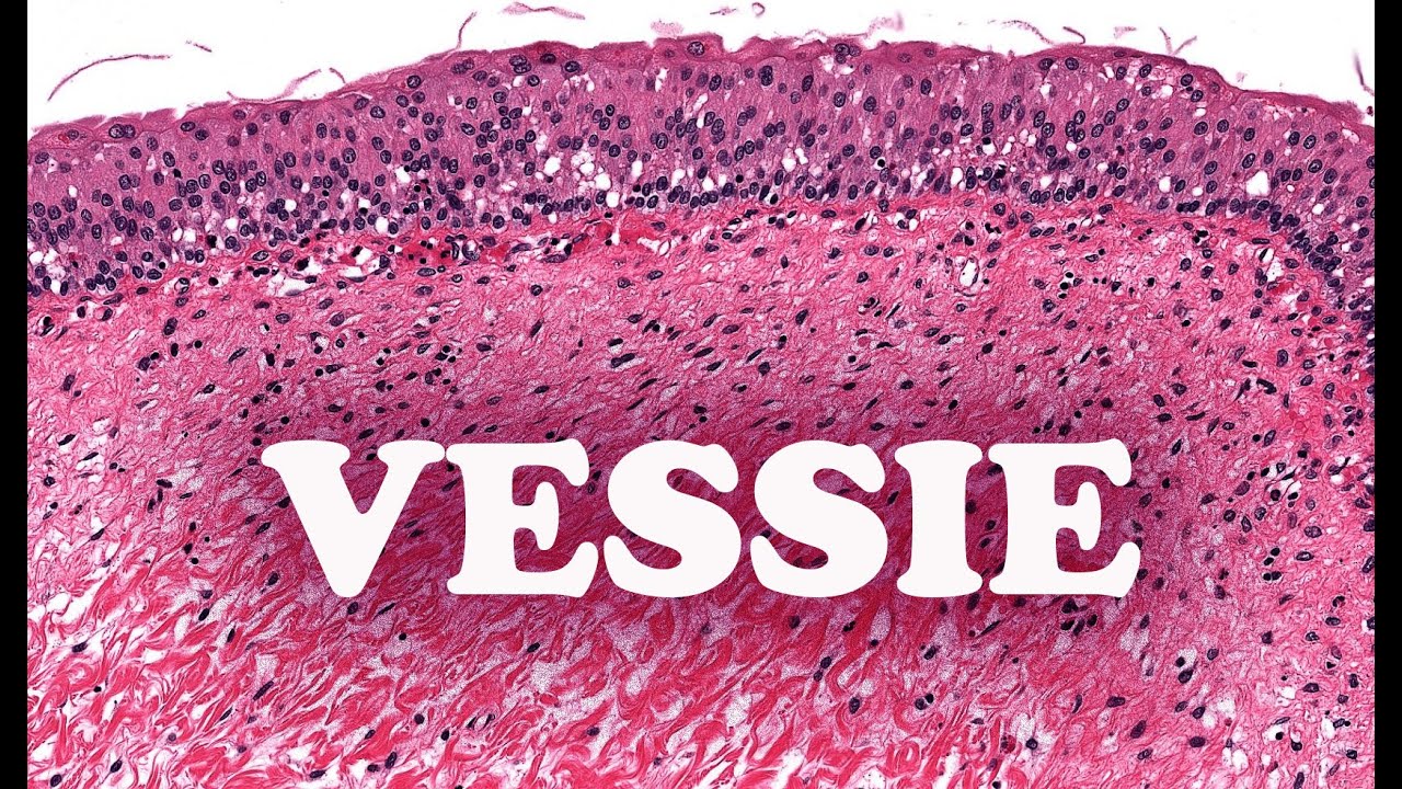 LA VESSIE – HISTOLOGIE