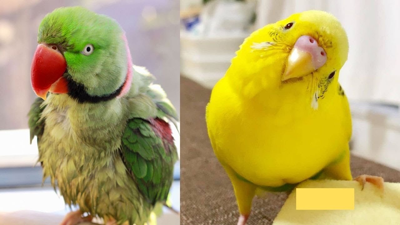 Funny Parrots Videos Compilation - Cute Parrots 2019 #7