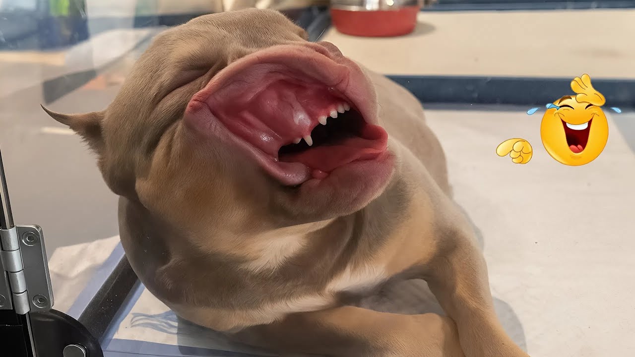 I Dare You Not to Laugh at These HILARIOUS Dog Moments 😂🐾 NEW Funny Dogs Video 2025